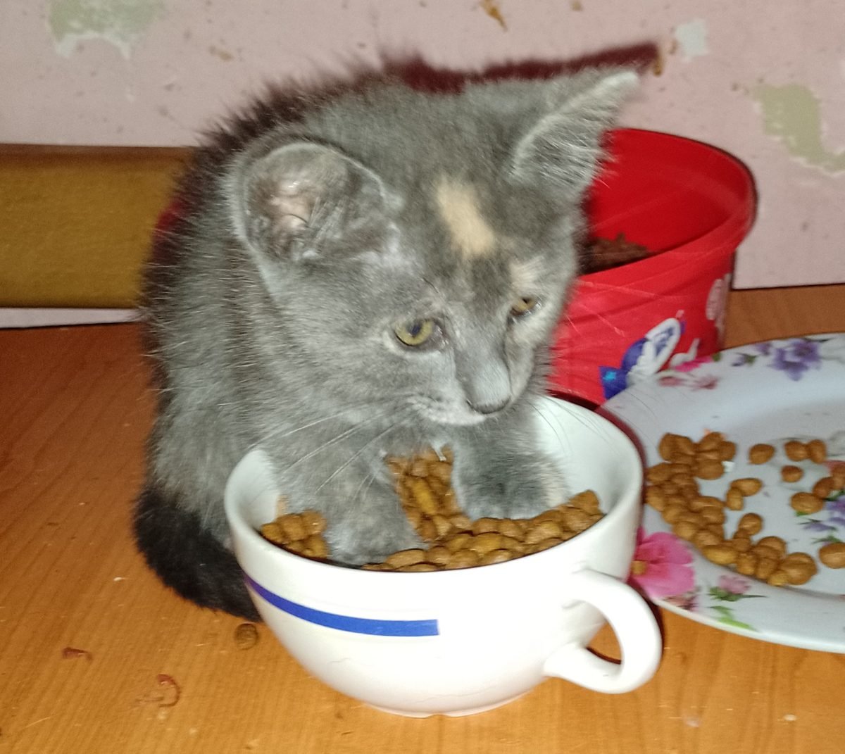 Dönci - cat