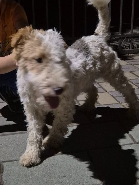 Charlie - dog found, Wrocław