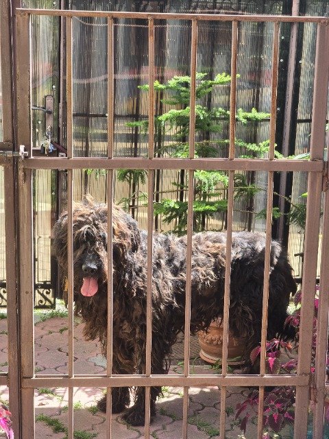 Misty - dog found, Lille