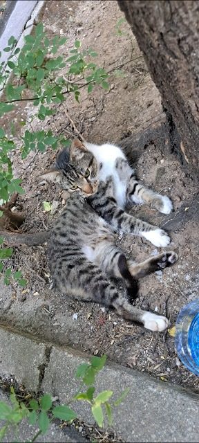 Mizzi - Katze gefunden, Vienna