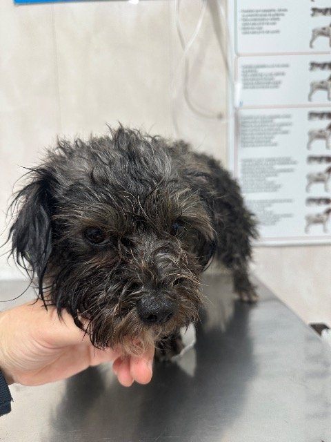 Diego - Trouvé, chien · métis · Bruxelles, Belgique 4
