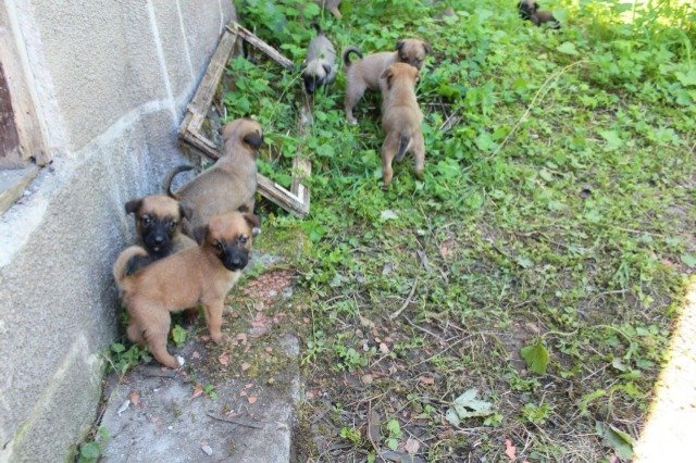 Negra - ENCONTRADO, perro · pastor belga · Málaga, España 3