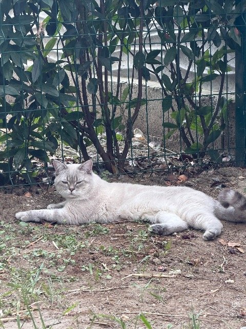 Raya - PERDIDO, gato · British Shorthair · Sevilla, España 4