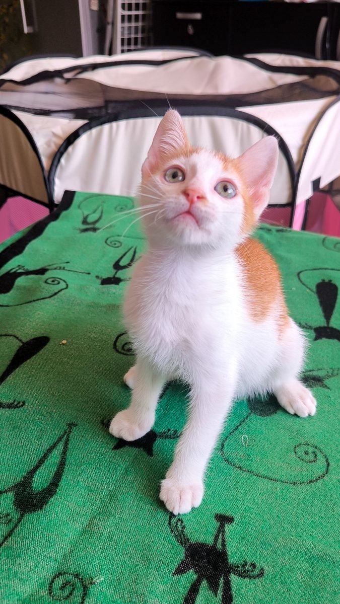 Smerla - gatto