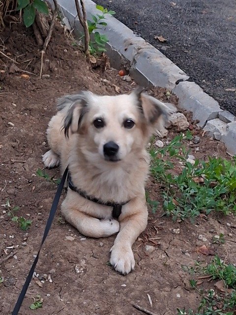 Léo - chien perdus, Toulouse