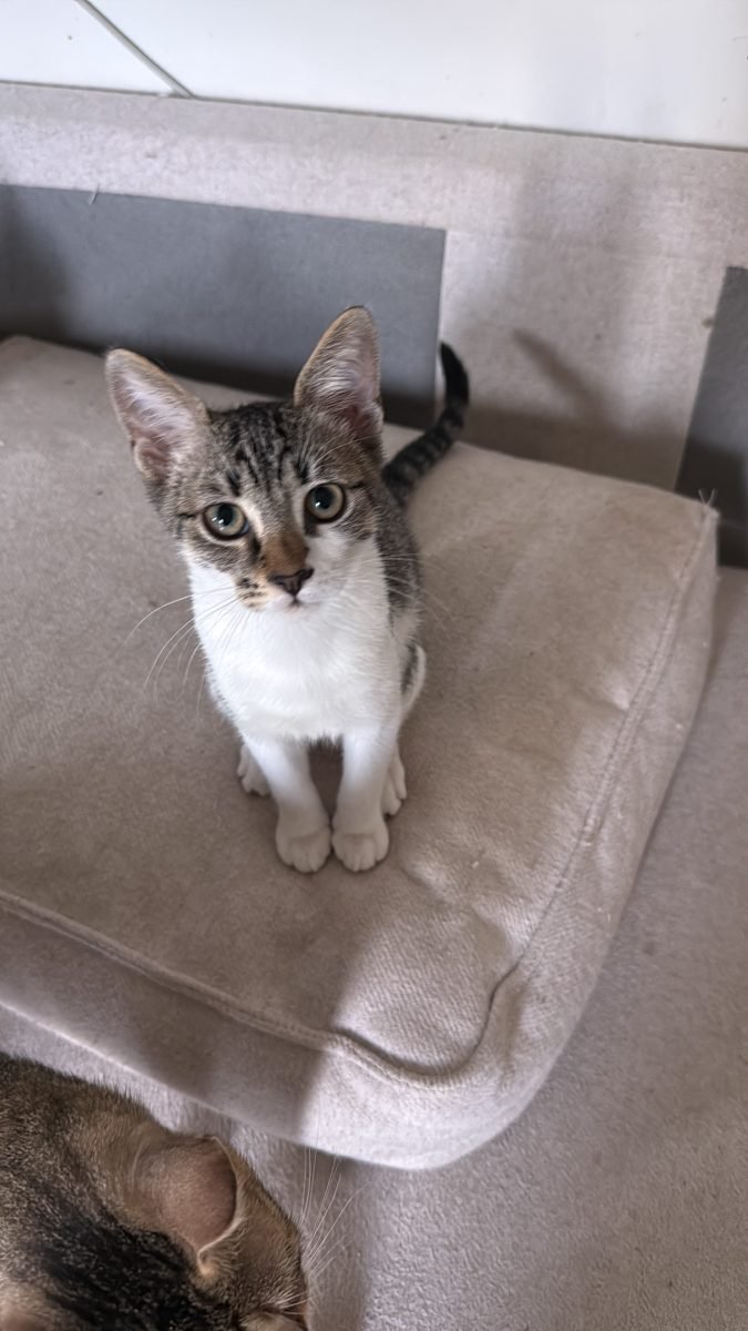 Pistou - cat