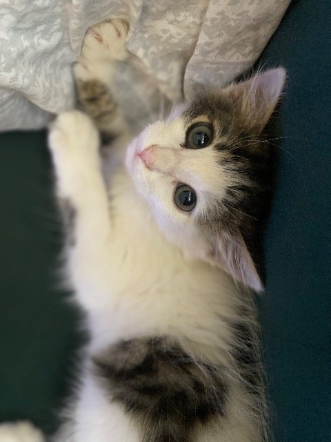 Oreo - TROVATO, gatto · europeo · Genova, Italia 3