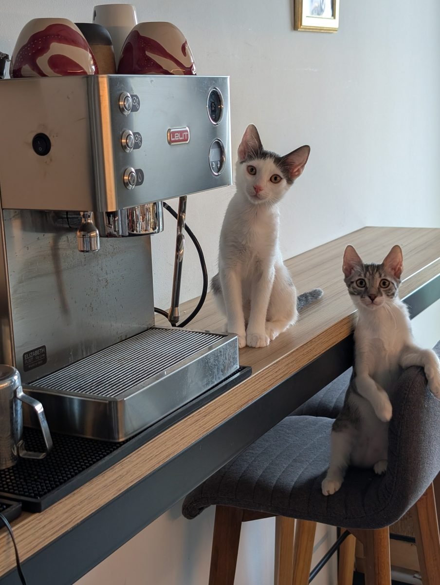 Gato - cat