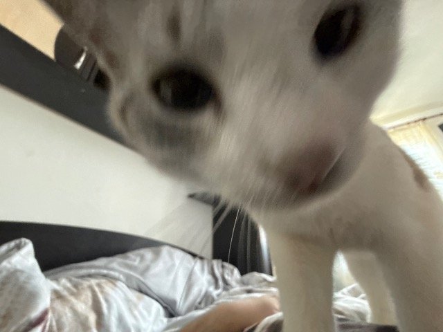Buttons - ENTLAUFEN, Katze · Ragdoll · Bremen, Deutschland 3