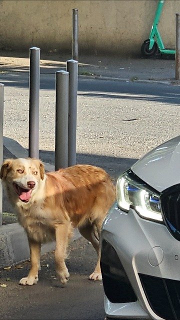 Frida - DESAPARECIDO, cão · pastor australiano · Leiria, Portugal 3
