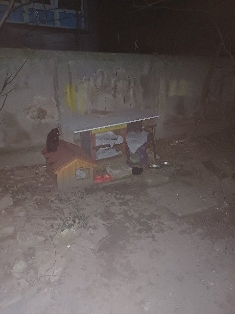 Lotte - chien retrouvés, Mons