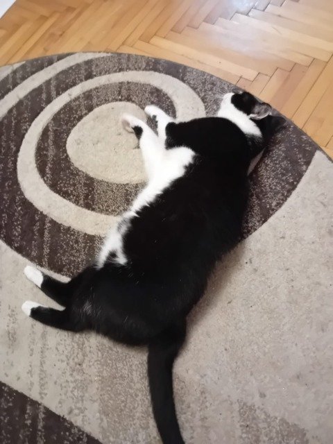 Sisi - EN ADOPCIÓN, gato · mestizo · Valencia, España 3