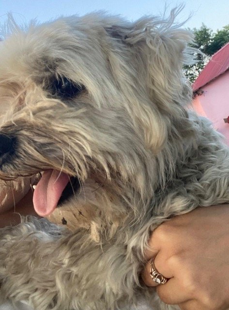 Vicky - SMARRITO, cane · Bichon · Firenze, Italia 3