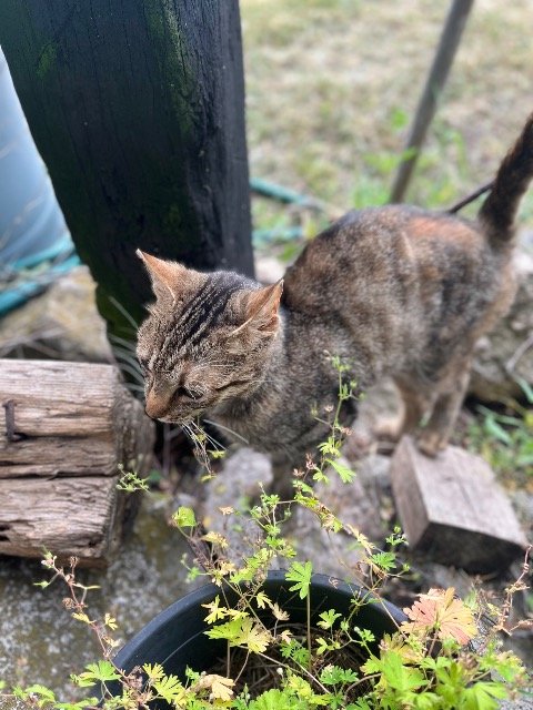 Gacek - cat found, Wrocław