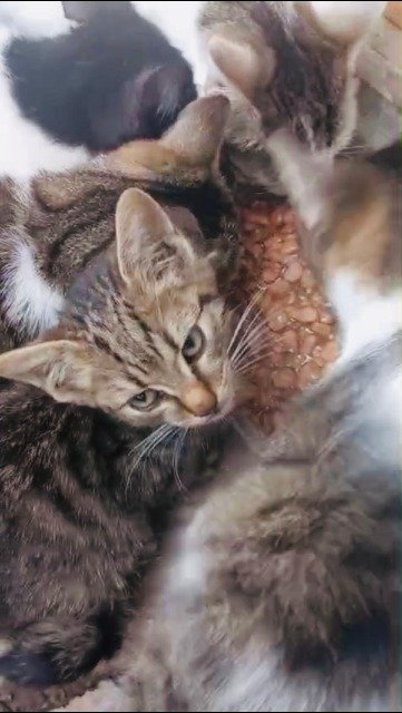 Choupette - cat