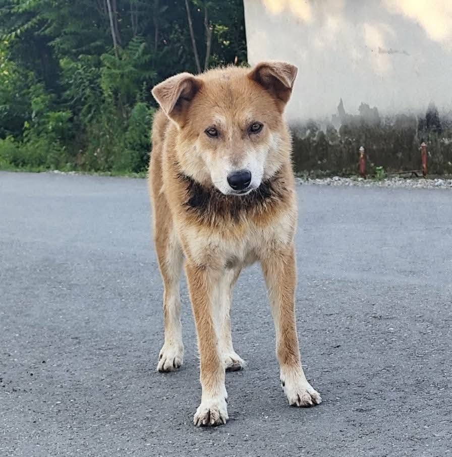 Sam - dog found, Charleroi