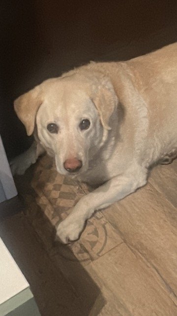 Apollo - ENTLAUFEN, Hund · Labrador Retriever · Hamburg, Deutschland 4