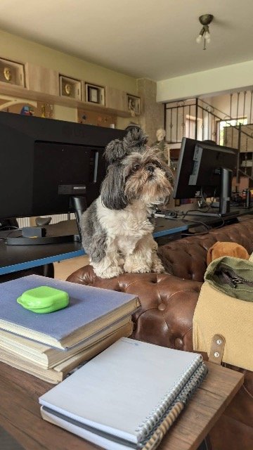 Dora - ENTLAUFEN, Hund · Shih-Tzu · Köln, Deutschland 3