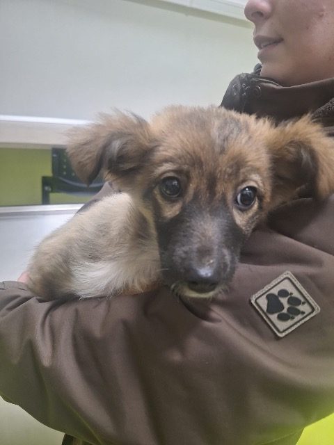 Reks - dog found, Kraków