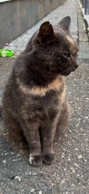 Golfo - cat found, Murcia