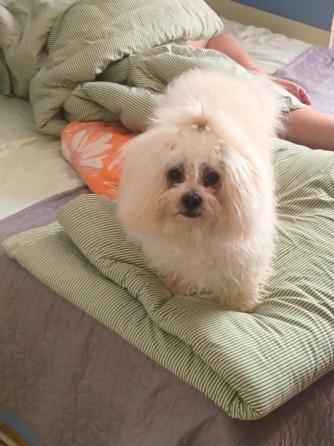Cesar - perro perdido, Gasteiz / Vitoria
