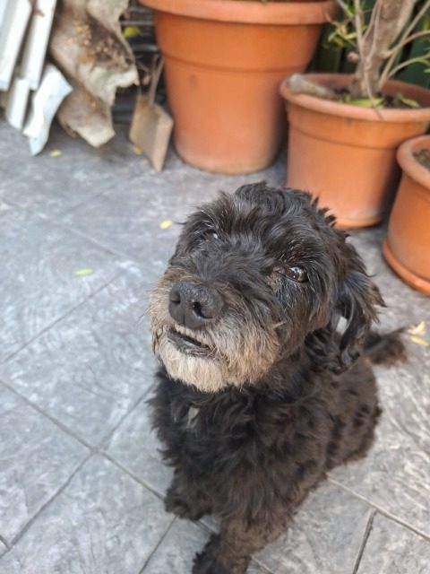 Simba - dog lost, Granada