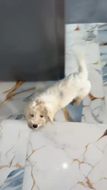 Rayo - dog found, Palma