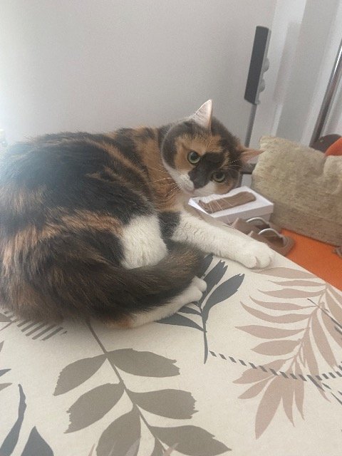 Olka - cat lost, Bydgoszcz