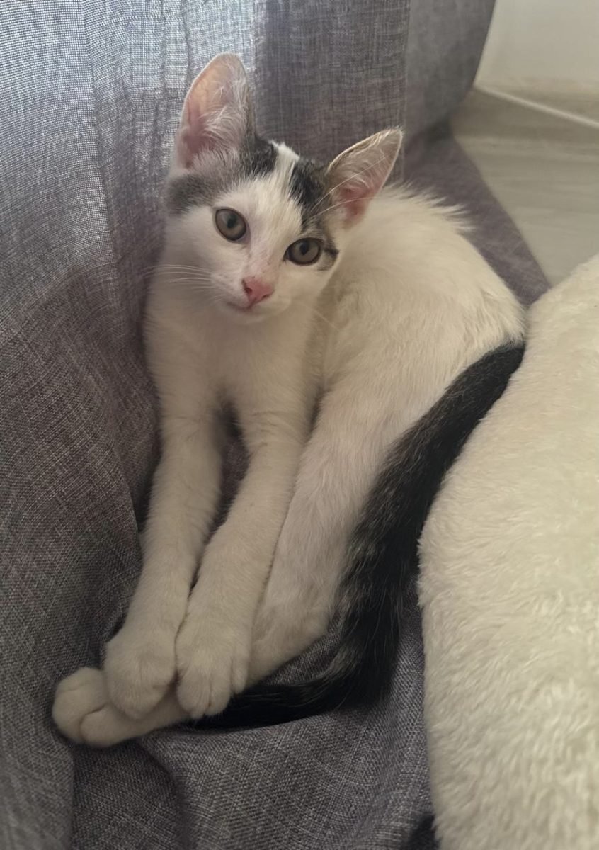Zucchero - cat found, Bologna