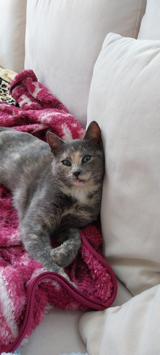 Salem - DESAPARECIDO, gato · tortie point · Barreiro, Portugal 3