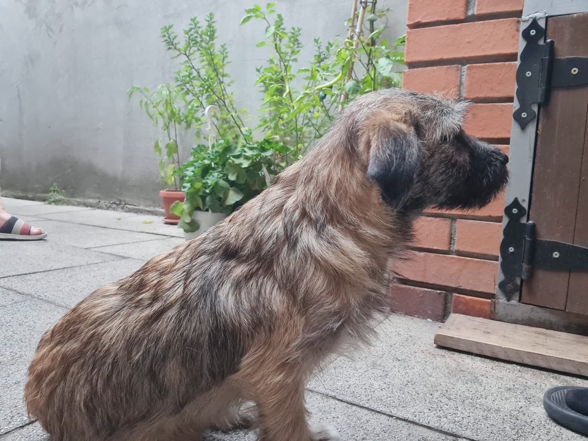 Biscotte - Trouvé, chien · métisse · Charleroi, Belgique 3
