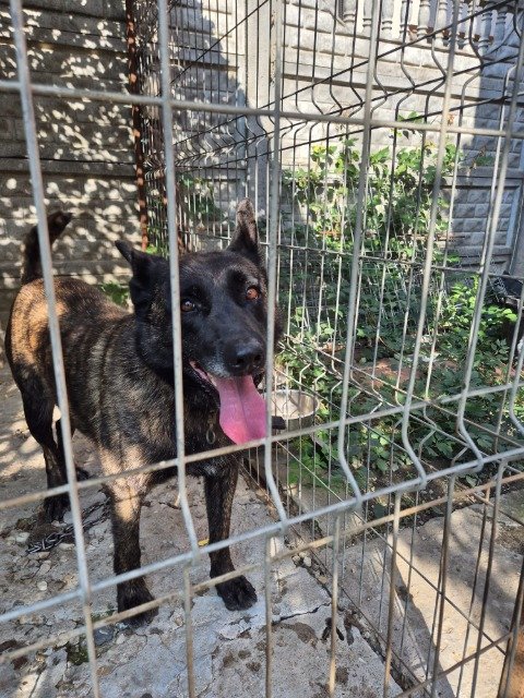 Pluto - TROVATO, cane · malinois · Milano, Italia 3