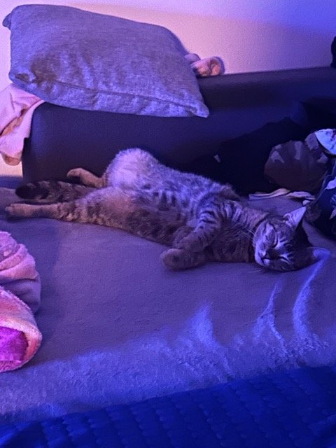 Lumi - Katze gefunden, Innsbruck