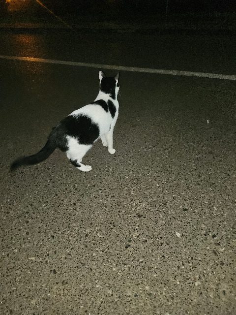 Tigro - gatto trovato, Verona