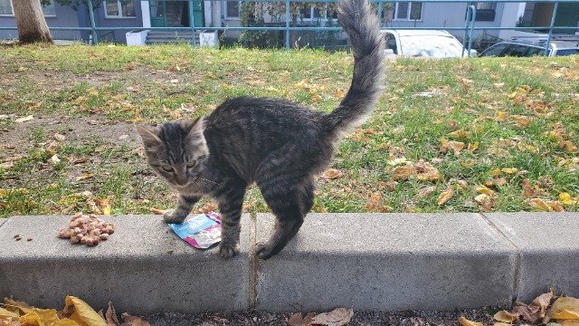 Oreo - GEFUNDEN, Katze · Mischling · Nürnberg, Deutschland 4