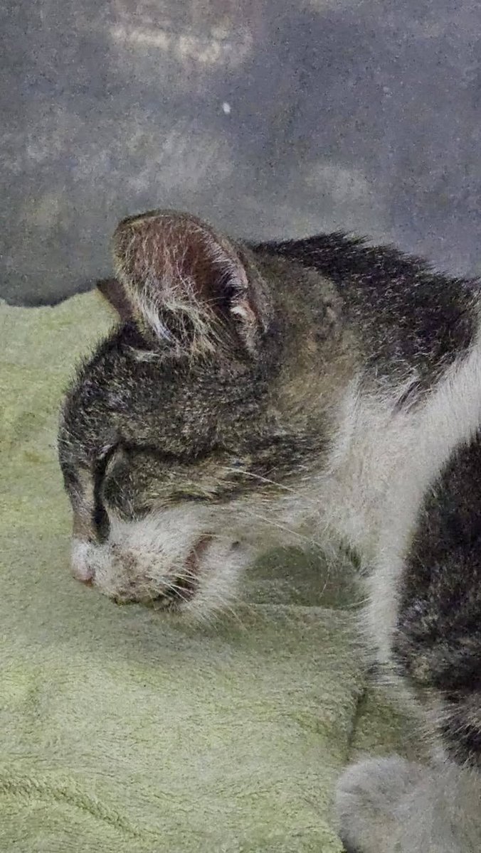Jolie - Gevonden, kat · Seraing, België 3