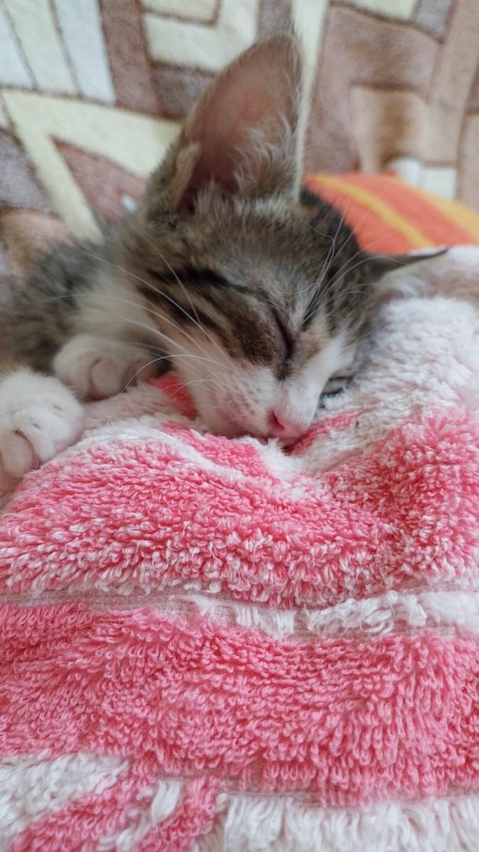 Indie - Katze gefunden, Frankfurt am Main