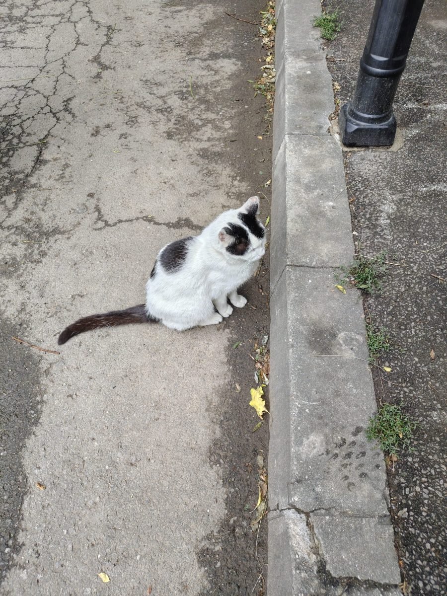 Malina - cat