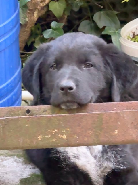 Bolt - DESAPARECIDO, cão · pastor do Cáucaso · Viseu, Portugal 3