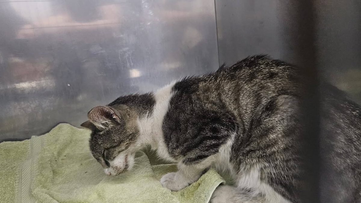 Miska - cat found, Katowice
