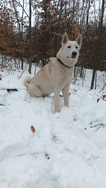 Jack - dog lost, Warszawa