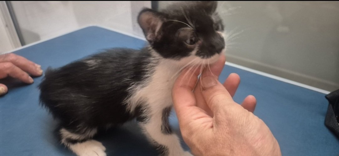 Adèle - chat retrouvés, Charleroi