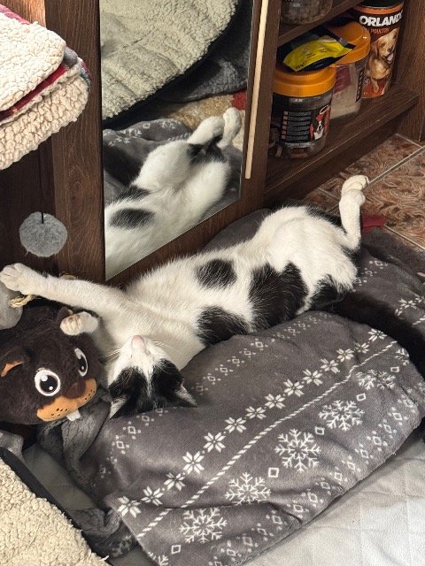Polka - cat lost, Vigo