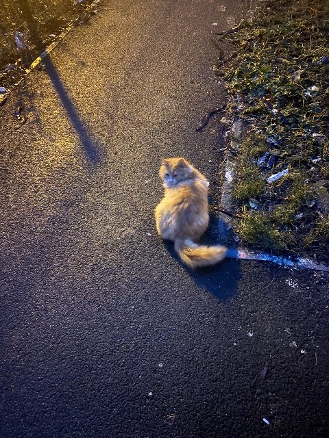 Argo - cat found, Turin