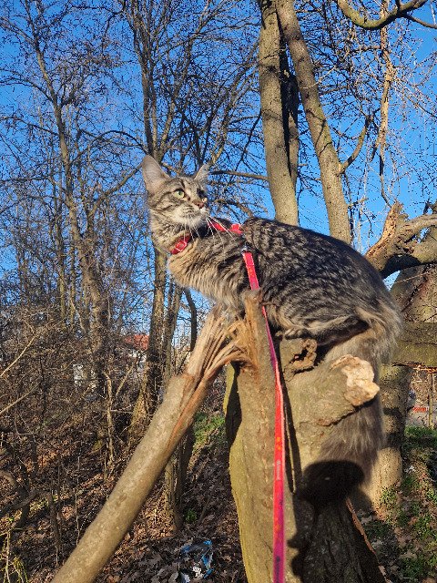 Violeta - cat lost, Barcelona