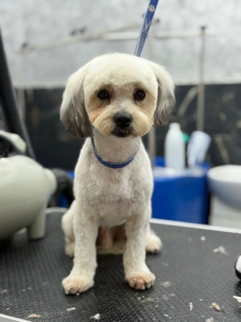 Fougue - À adopter, chien · Bichon havanais · Clermont-Ferrand, France 3