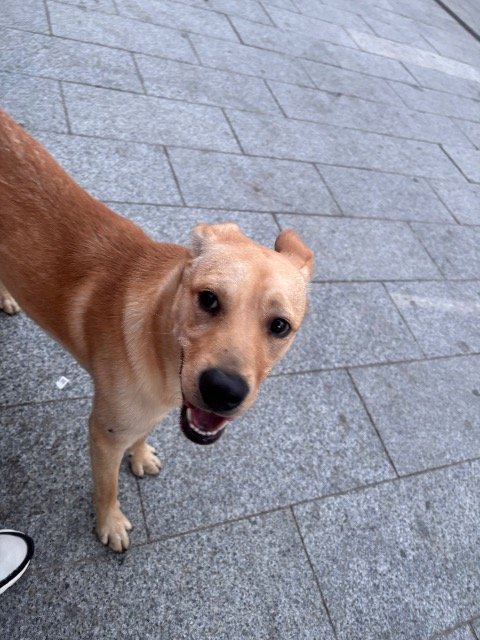 Pumba - GEFUNDEN, Hund · Mischling · Köln, Deutschland 4