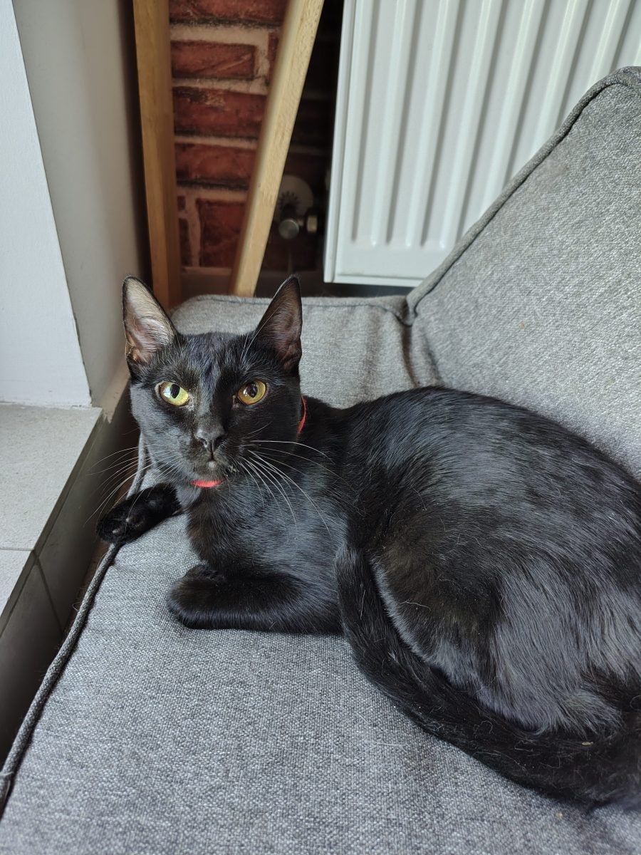 Bibi - Katze