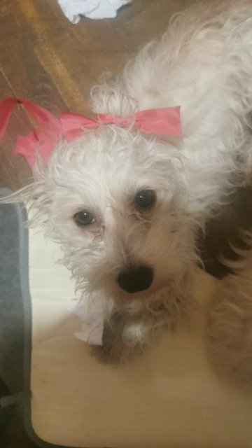 Brando - cane smarrito, Brescia