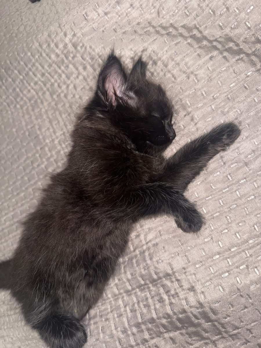 Tiza - cat found, Málaga